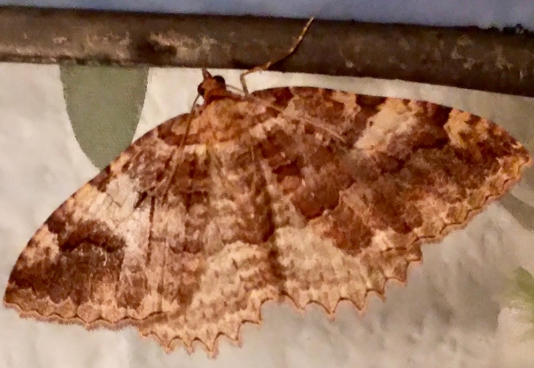 Tissue Moth (Triphosa haesitata)